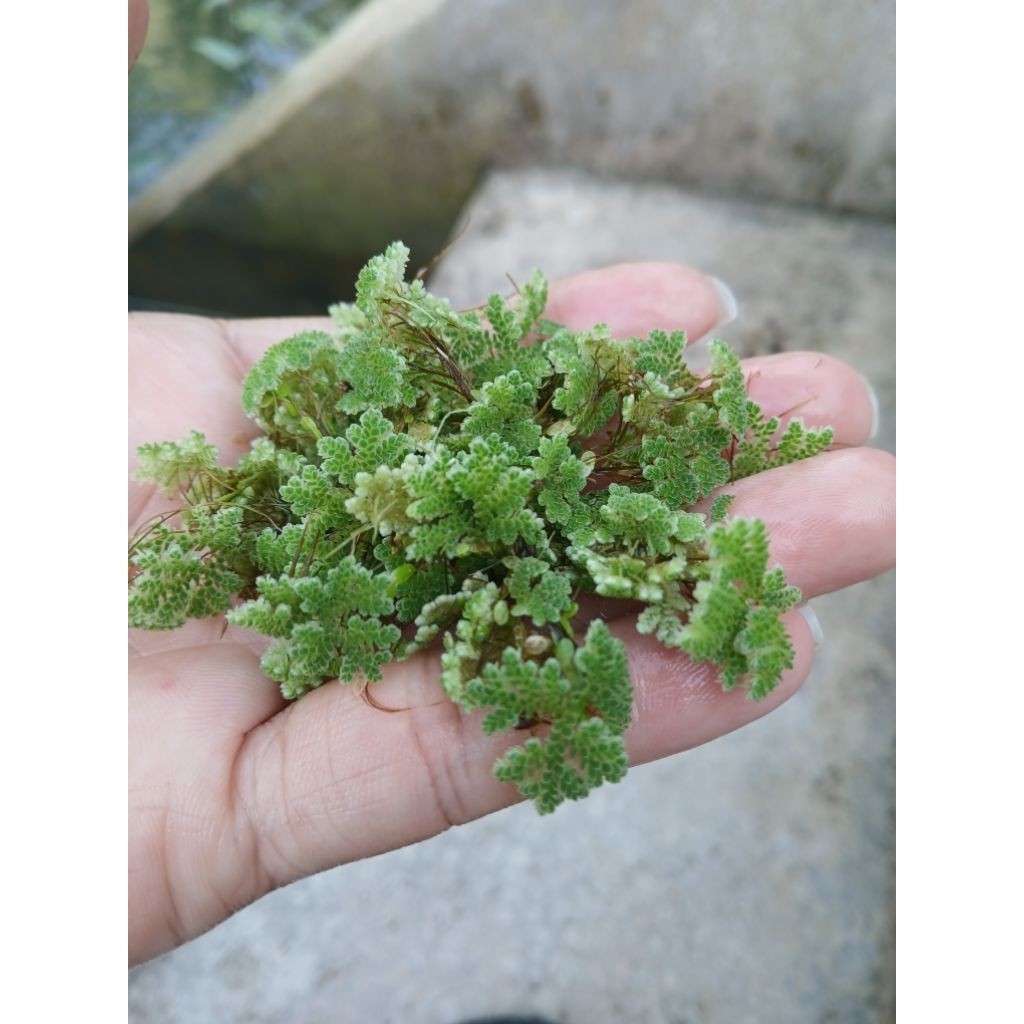 แหนแดงสด (Azolla) พร้อมปลูก 1 กิโลกรัม