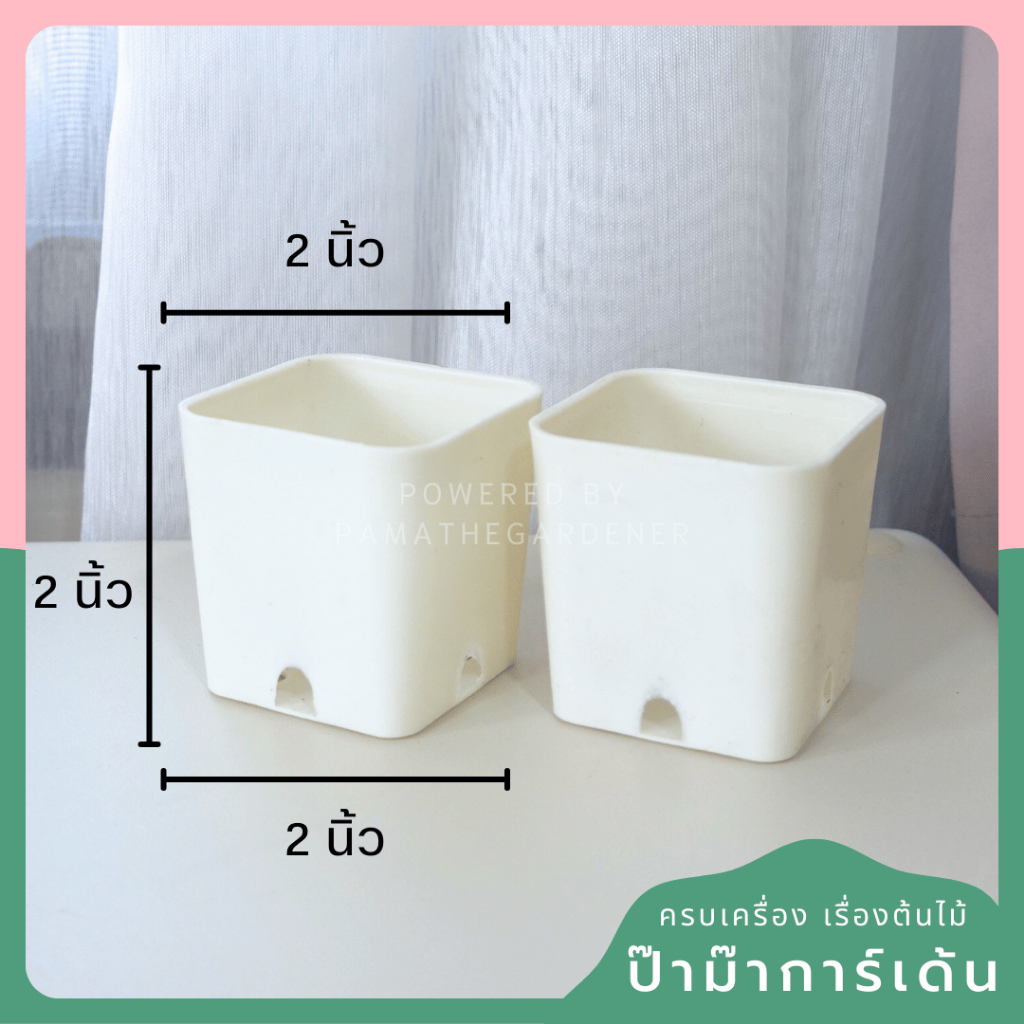 2-inch Square Plastic Pot with Drainage Holes - View 3