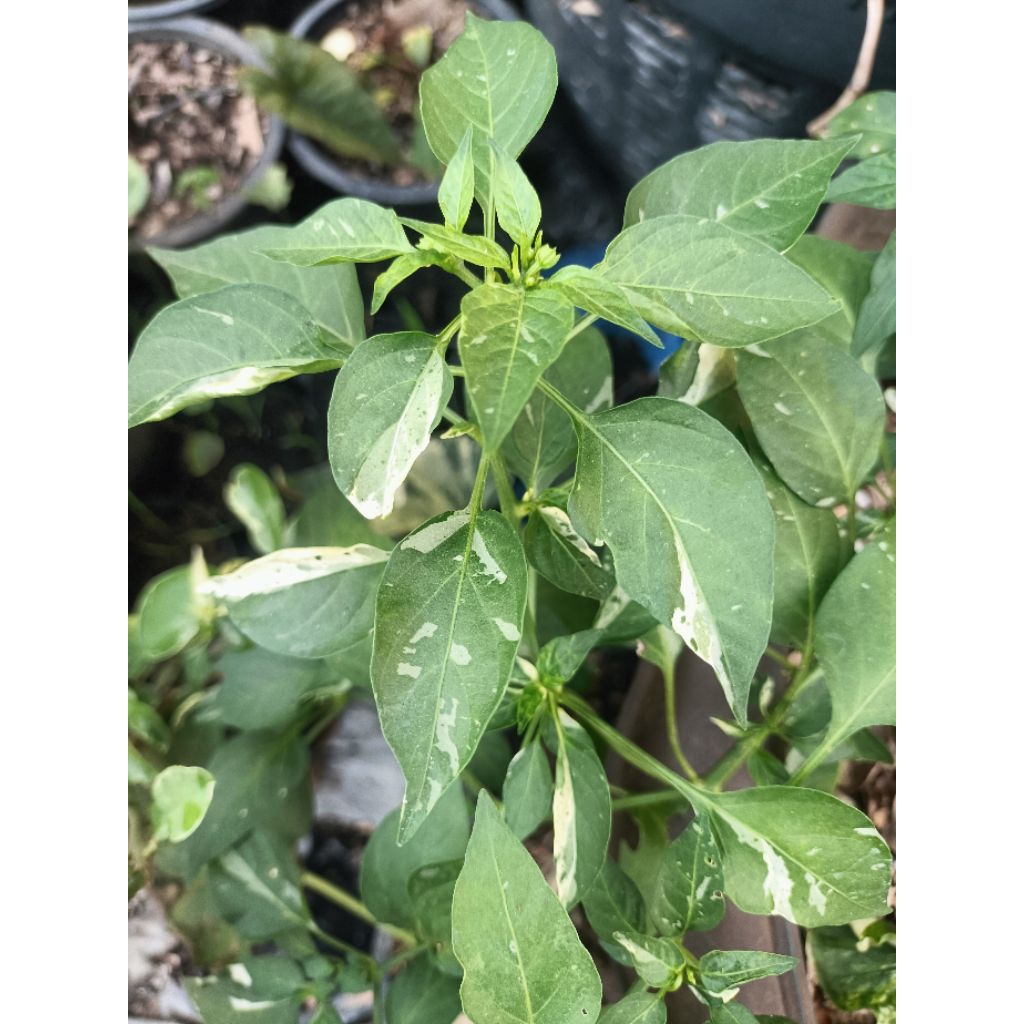พริกเม็กซิกันด่าง(Jalapeno Variegated)