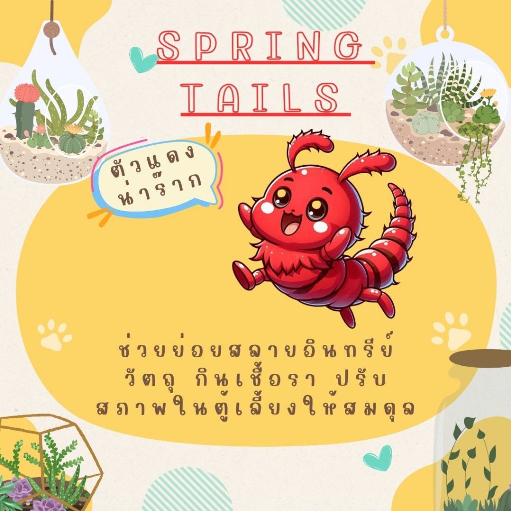 แม่บ้าน-ชุดแดง กำจัดเชื้อรา [Spring-tails]