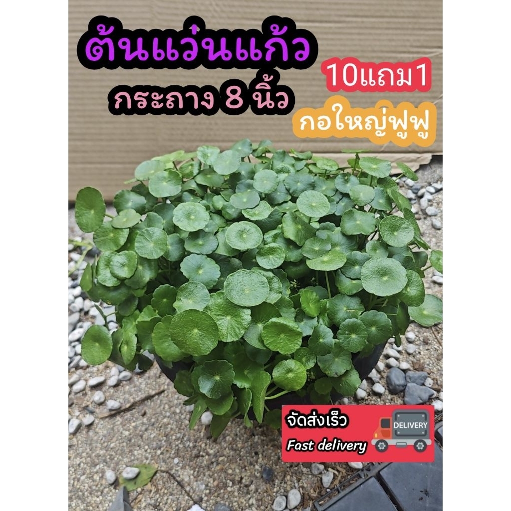 ต้นแว่นแก้ว กระถาง 8 นิ้ว ต้นใหญ่ สวนขวด terrarium สวนน้ำตก เฟิร์น บอสดิน ต้นไม้น้ำ บ่อปลา ตู้ปลา ออกซิเจน ปั๊มน้ำ บัว