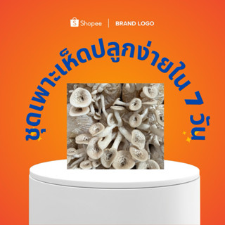 ชุดเพาะเห็ดขอน 20 ก้อนพร้อมปลูกสำหรับมือใหม่