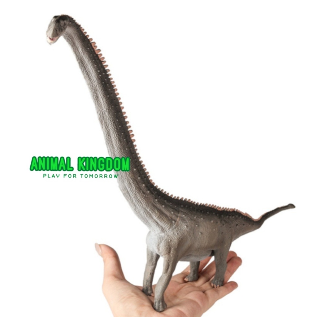 Animal Kingdom โมเดล ไดโนเสาร์ Mamenchisaurus เทา ขนาด 39.00 CM (จากหาดใหญ่)