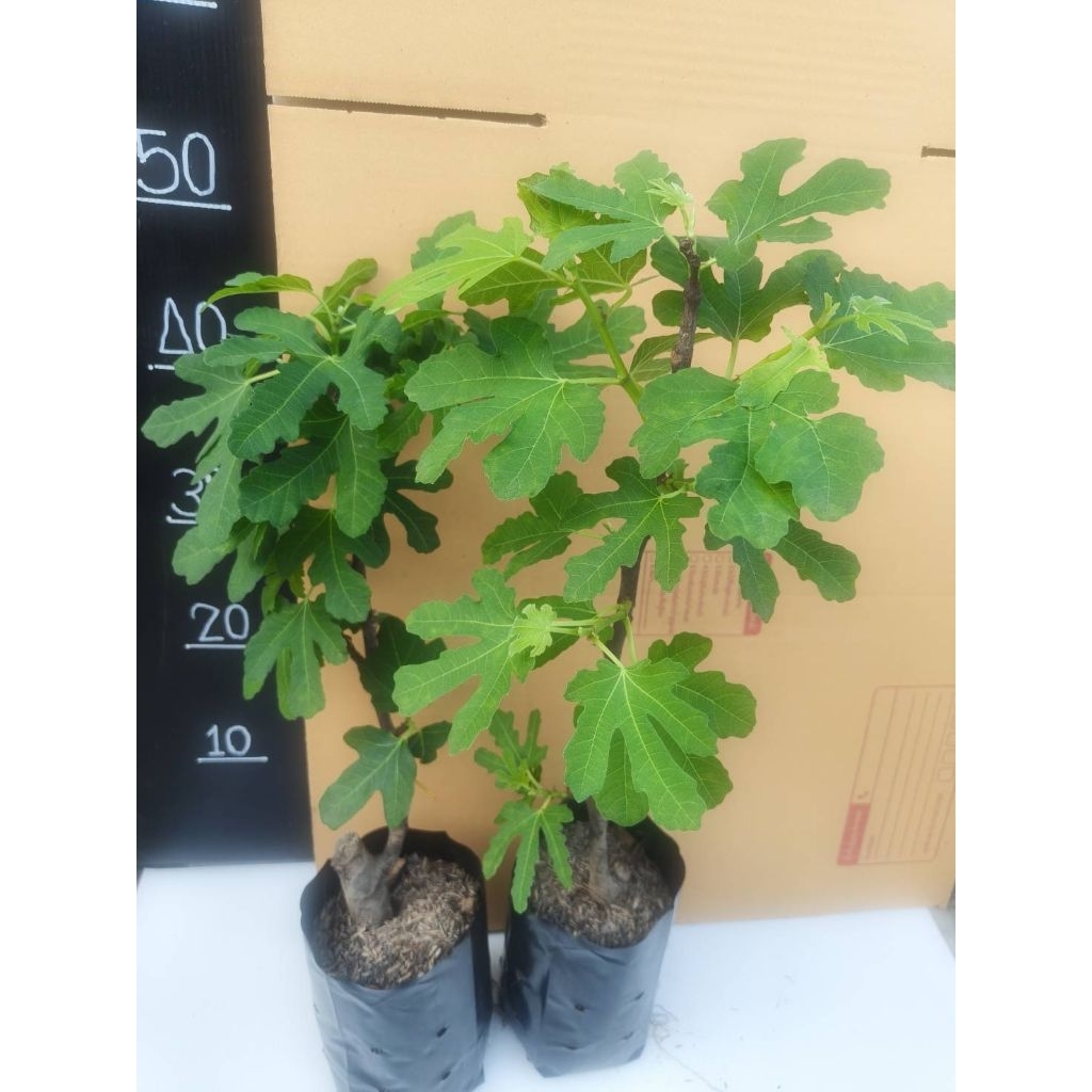 ต้นมะเดื่อ Honey Peach 40–50 cm ทนแดดดี เหมาะกับพื้นที่ร้อน