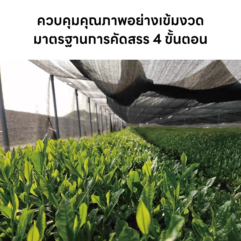 Matcha Japan ผงมัทฉะ ออร์แกนิค (Organic Matcha Powder) ขนาด 300g ขนาด 180g ไม่ผสมแป้ง ไม่ผสมน้ำตาล ทานง่าย ไม่ขม thumbnail 5