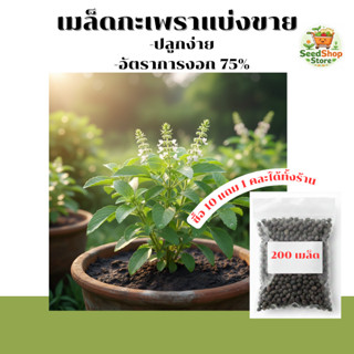 เมล็ดกะเพราแท้ แบ่งขาย กะเพราขาว กะเพราแดง ล็อตใหม่ฆ่าเชื้อบ…