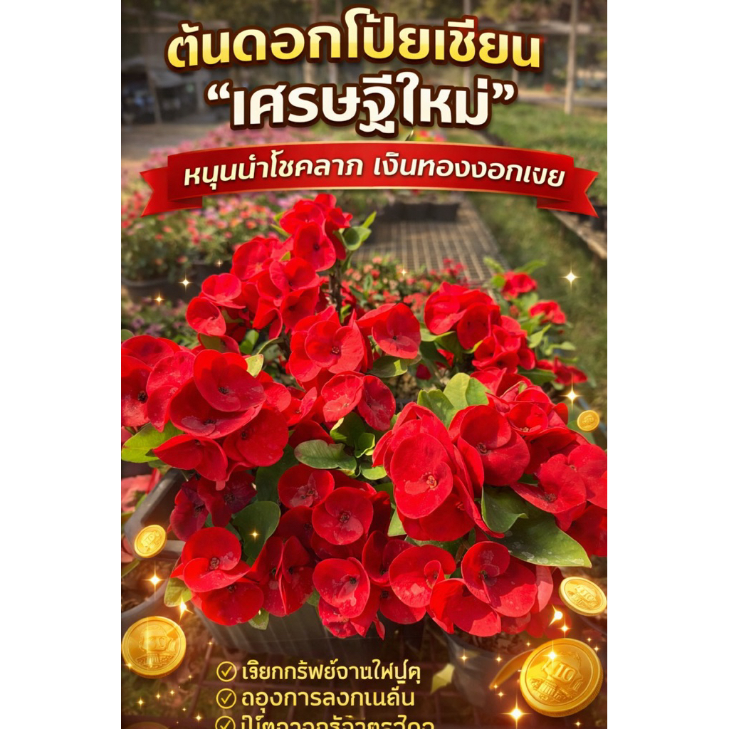 ต้นดอกโป๊ยเซียนสายพันธุ์ “เศรษฐีใหม่” เป็นไม้มงคลที่คนไทยนิยมมาก