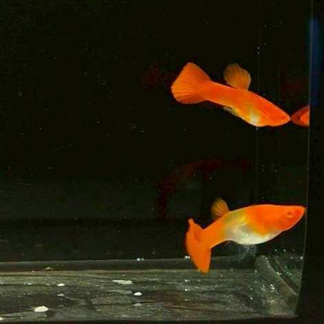 รูปภาพ 5