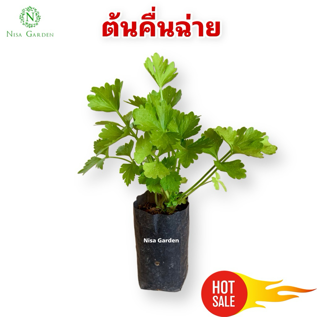 Nisa Garden ต้นคื่นฉ่าย 🔥ซื้อ 5 แถมฟรี 1 🔥 ส่งพร้อมถุงดำขนาด 2x6 นิ้ว