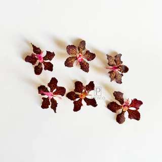Prosco | ดอกกล้วยไม้อบแห้ง ลายธรรมชาติ ขนาดเล็ก 2-5 cm. สำหรับงานเรซิ่น จิวเวอรี่ craft พร๊อพถ่ายรูป