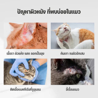 Goodboss SET ดูแลผิวแมว พ่นทั่วตัว Cat Spray + Roller Cat | ลดเชื้อรา ลดคัน ลดขนร่วง สูตรธรรมชาติ
