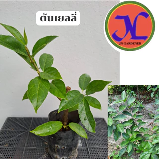 ต้นพันธุ์เยลลี่สูง25-35เซนติเมตร,ปักชำกิ่ง,ใบต้นเยลลี่นำไปทำวุ้นได้
