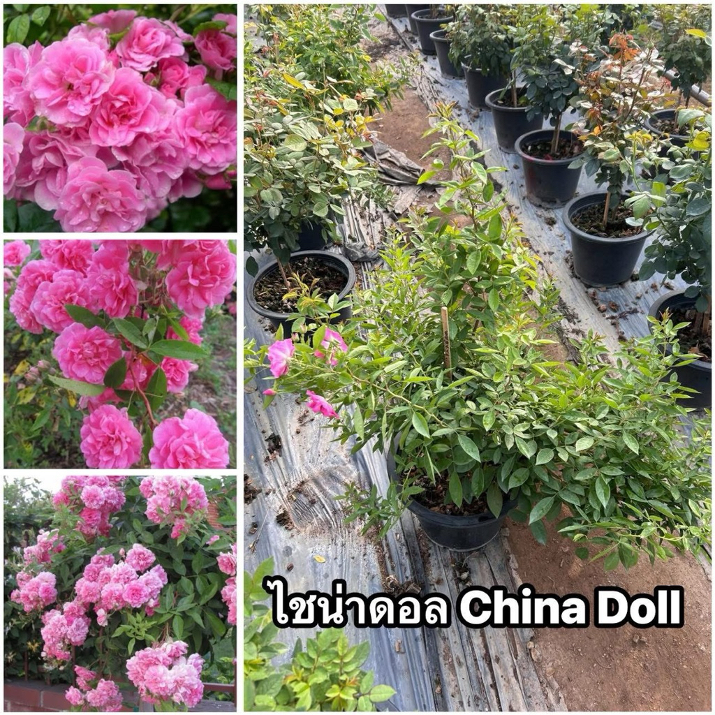 กุหลาบเลื้อย-ไชน่าดอล China Doll (กระถาง 12 นิ้ว) สีชมพู ดอกดกเป็นช่อ-พวง ไร้หนาม-หนามน้อย เลี้ยงง่าย