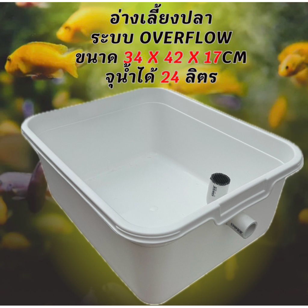 อ่างเลี้ยงปลาพลาสติกสีขาว อ่างท่อขาว ขนาด 34 x 42 x 17CM จุน้ำได้ 24 ลิตร อ่างเลี้ยงปลา อ่างเลี้ยงปลาบอลลูน อ่างปลา