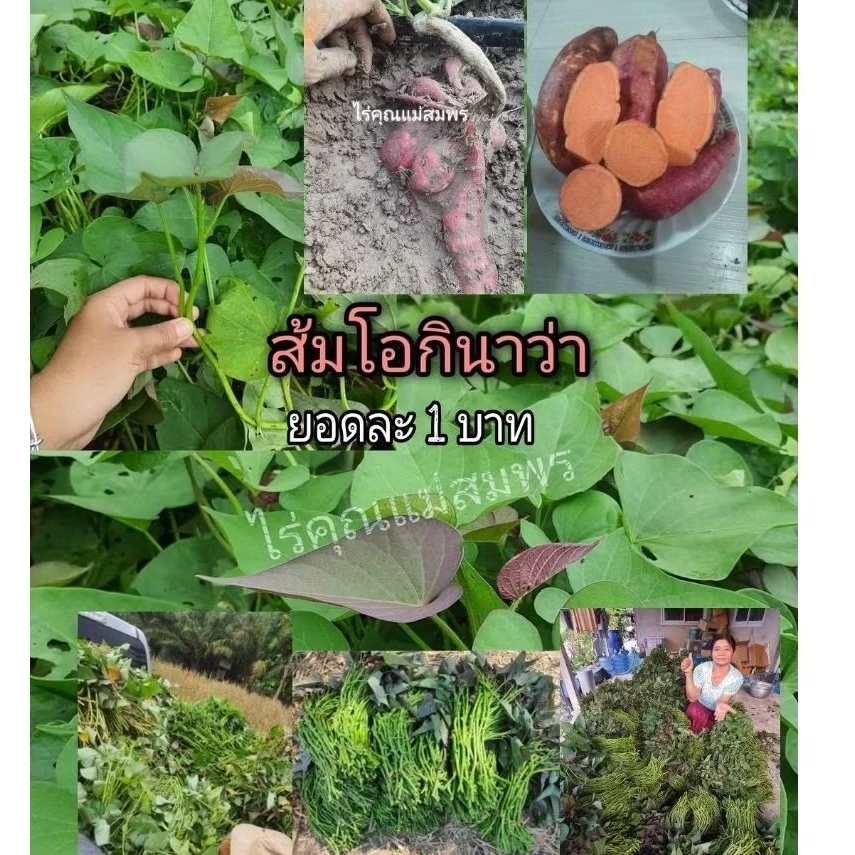 ยอดส้มโอกินาว่า ชุดละ 100 ยอด