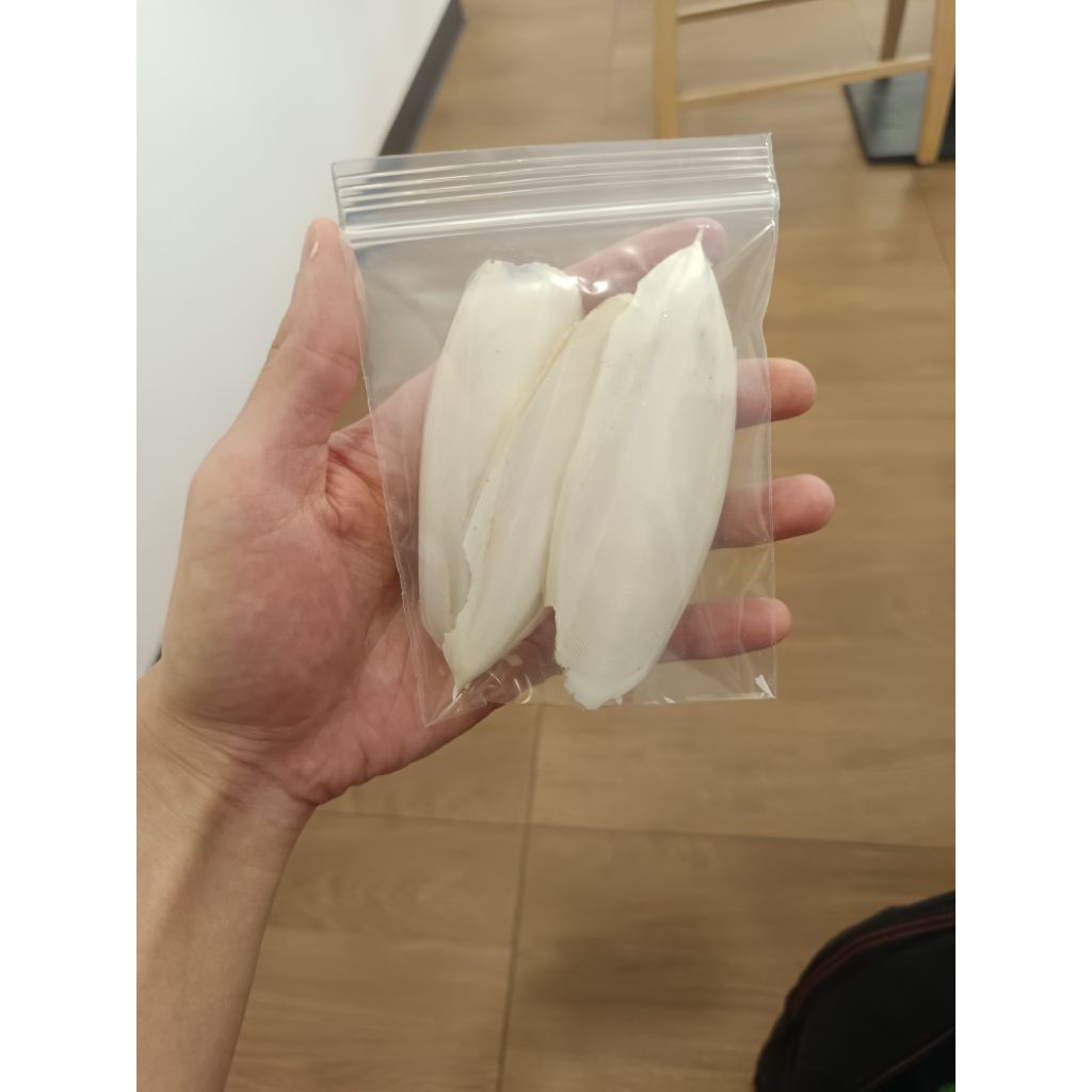 กระดองหมึก สำหรับ isopod (3ชิ้น)
