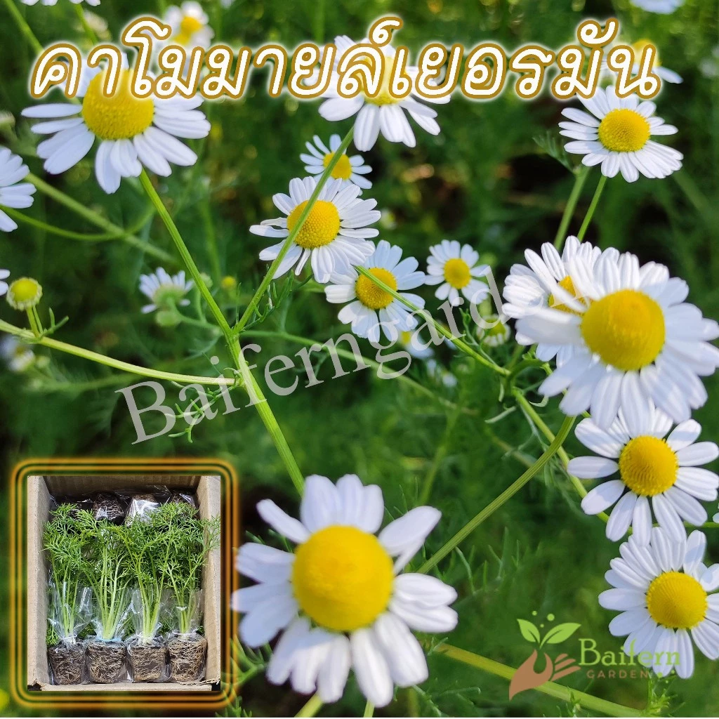 ต้นกล้าดอกคาโมมายล์เยอรมัน (German Chamomile) ดอกไม้กินได้ รากเยอะพร้อมปลูกทนแล้งดอกสวย