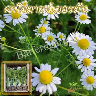 ต้นกล้าดอกคาโมมายล์เยอรมัน (German Chamomile) ดอกไม้กินได้ รากเยอะพร้อมปลูกทนแล้งดอกสวย