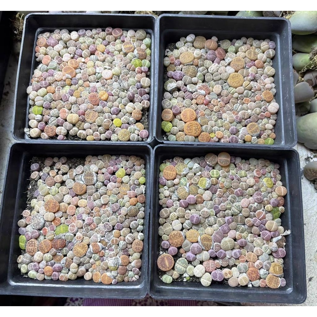 ไลทอป กระถาง 10 cm สินค้าพรีออเดอร์ 💥ไม่ยกเลิกระหว่างรอ💥