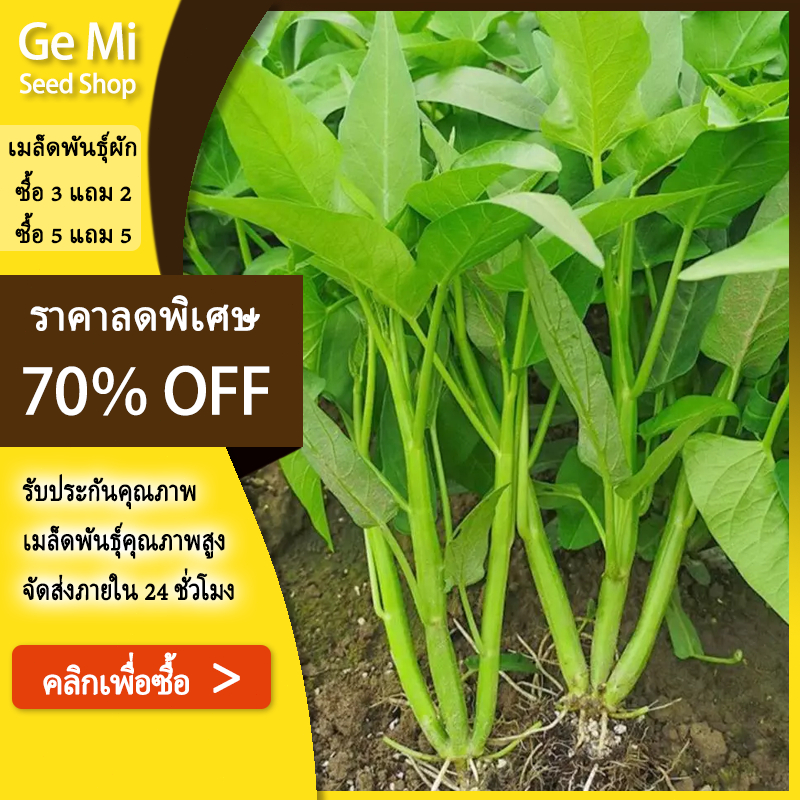 GEMI เมล็ดพันธุ์ ผักบุ้งแก้ว (พันธุ์แตกกอ)เมล็ด 60 เมล็ด อัตราความงอกสูง ซื้อ ปลูกง่ายโตเร็ว