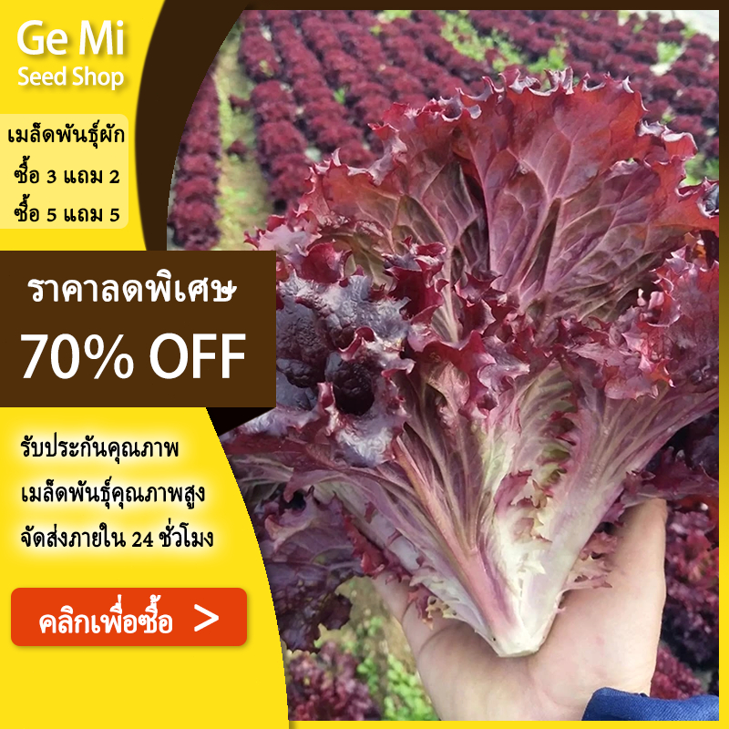 GEMI [ซื้อ 5 แถม 5 ฟรี]เมล็ดผักกาดหอมเรด 2000เมล็ด เมล็ดพันธุ์ผักสลัดนอก อัตราการงอกสูง ปลูกง่าย