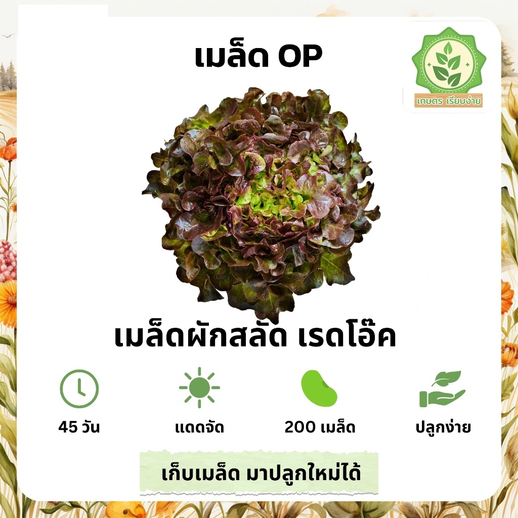 เมล็ดพันธุ์สลัดรวมผักต่างๆ เรดโอ๊ค เรดโอ๊ดเมล็ดสลัด พันธุ์ OP บรรจุ 40-200 เมล็ด