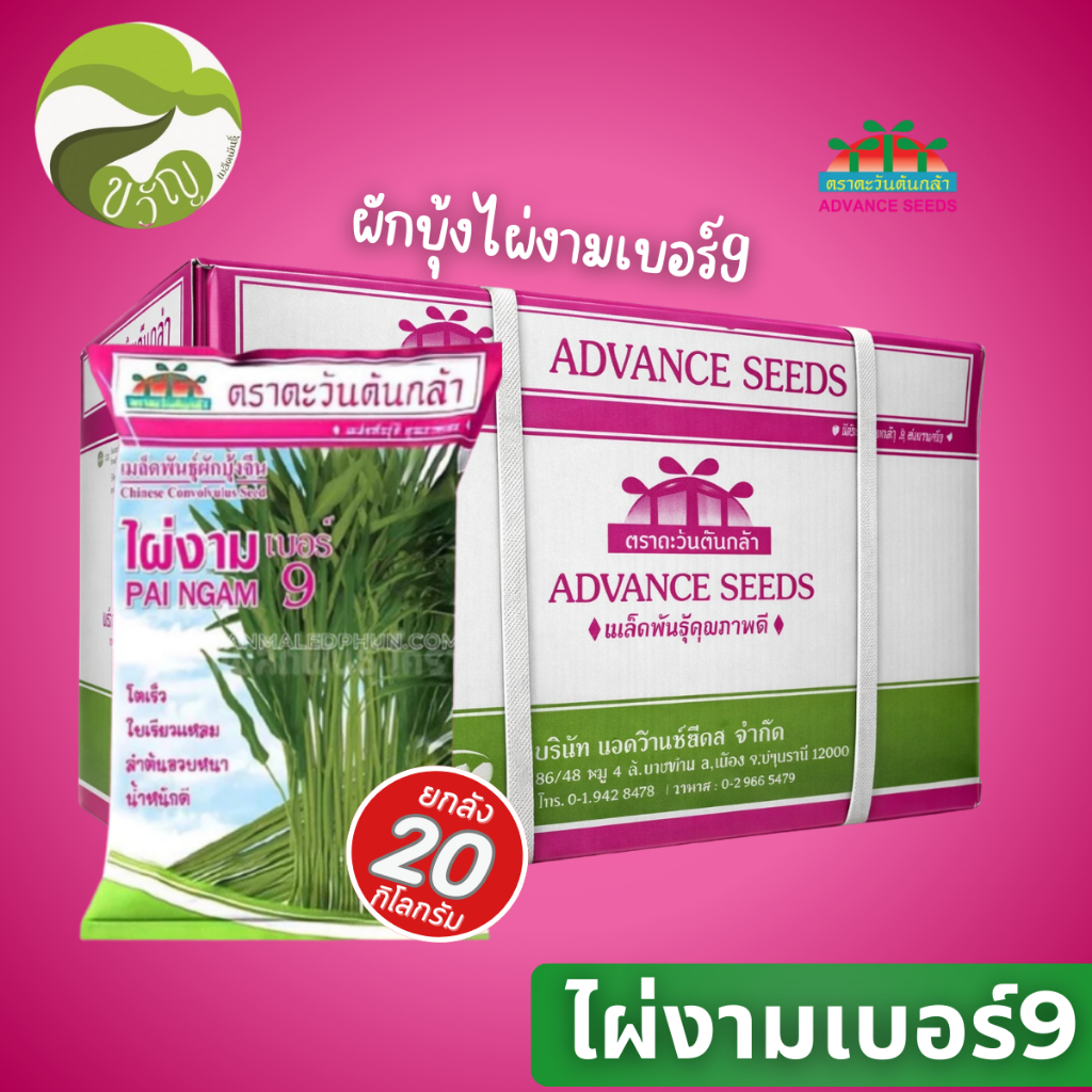เมล็ดพันธุ์ ผักบุ้ง ไผ่งามเบอร์ 9 ยกลัง 20 กิโลกรัม