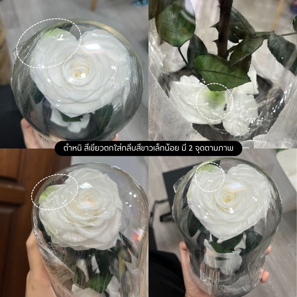 (ส่งด่วน) เคลียร์สต็อค กุหลาบอมตะในโหลแก้ว ลดพิเศษสุดๆ Preserved Rose ทำจากกุหลาบจริง ฟรี กล่องโบว์ถุง ครบเซ็ต - รูปที่ 6