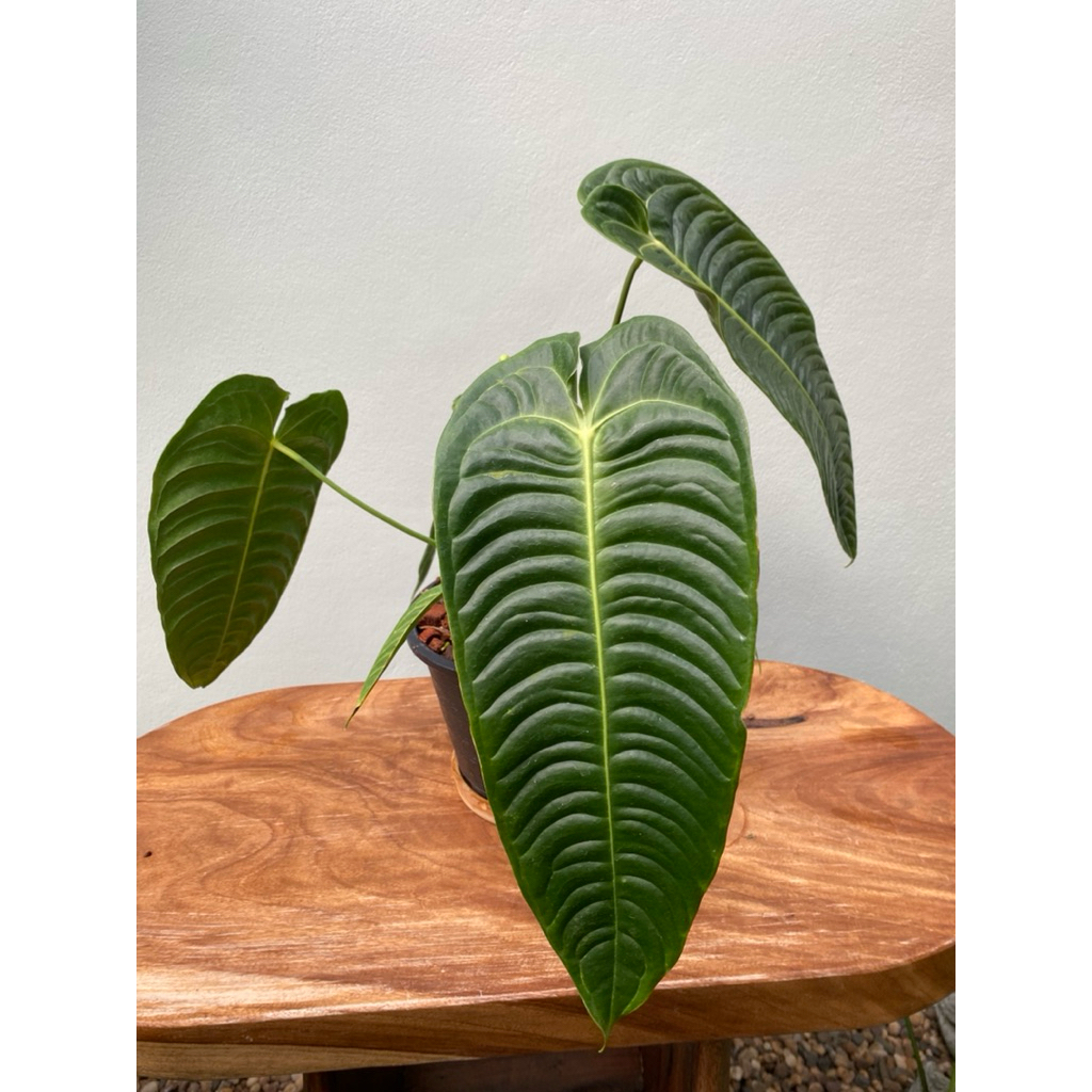 Anthurium Veitchii (King) หน้าวัวคิง