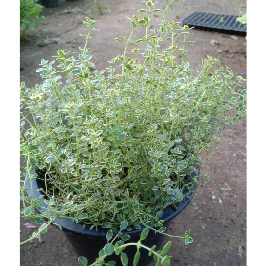 ต้นพันธ์ุเลม่อนไทม์ด่าง (Variegated Lemon Thyme) สมุนไพรฝรั่งหอมสดชื่น ใบสวย กระถาง8-10นิ้ว