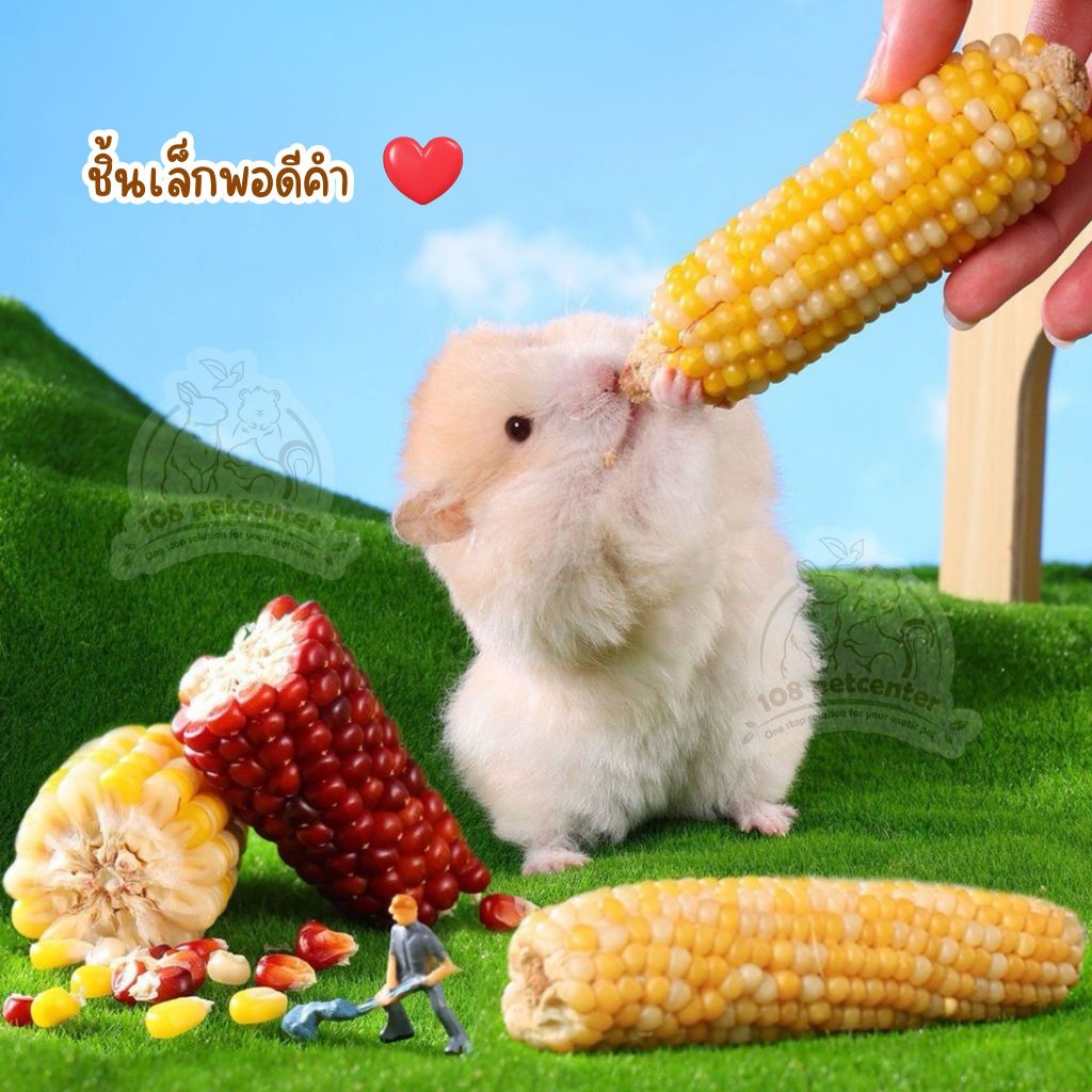 ขนมหนูแฮมสเตอร์ ชูก้าร์ไกลเดอร์ กระรอก ขนมข้าวโพดลับฟัน ของแทะเล่นสัตว์เล็ก ราคา ถูกที่สุด ดีลบีเคเค แกลเลอรีภาพที่ 5