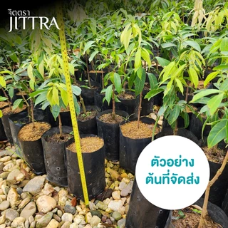จิตตรา ต้นพันธุ์มะยงชิดทูลเกล้า มะปรางลำยงค์ เสียบยอดสูง 50-70 ซม. โตไว ให้ผลเร็ว พร้อมส่ง เคลมฟรี