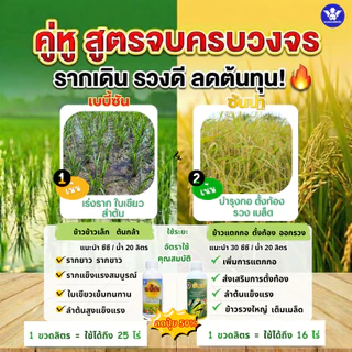 [คู่หู หัวเชื้อX2] เบบี้ซัน+ซันน่า |ครบทุกระยะ อะมิโนเข้มข้นบำรุงราก ใบ+แตกกอดี ตั้งท้อง รวงใหญ่ (สูตรลดปุ๋ย)