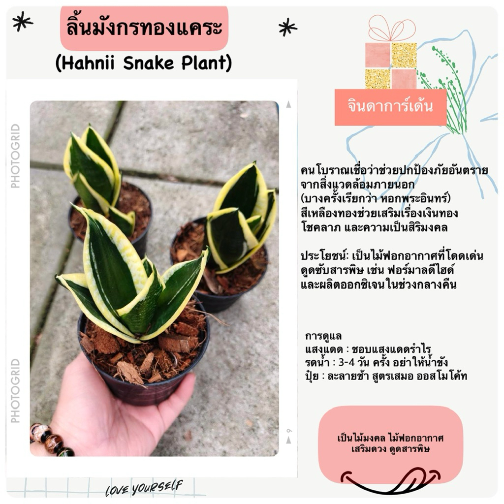 ต้นลิ้นมังกรทองแคระ 3“4” (ฟอร์มแน่น) ต้นไม้มงคลไม้ฟอกอากาศ เสริมดวงโชคลาภ ต้นจริงสวยมาก