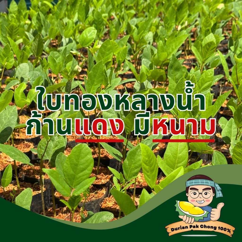 สวนทุเรียน นายชัดเจน - ใบจากต้นทองหลางน้ำก้านแดงมีหนาม (1-5 กิโลกรัม)
