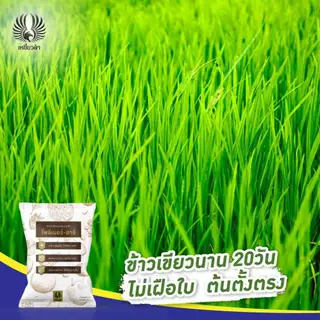 โพลิเมอร์-อาร์ 5กก.สารเคลือบปุ๋ยยูเรีย 46-0-0 ได้ถึง 50กก. ลดการใส่ปุ๋ย ช่วยปุ๋ยละลายช้า