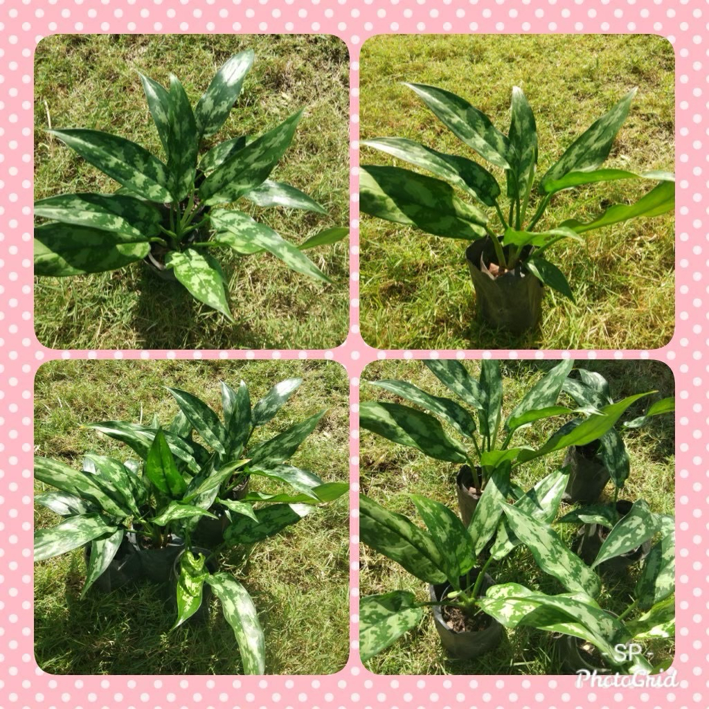 ต้นมหาเศรษฐี/ ต้นกวักทรัพย์/ ต้นคาลันโช่ ต้นไม้มงคล ช่วยฟอกอากาศ - รูปที่ 5