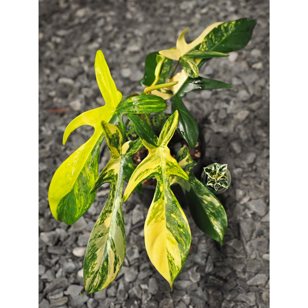 Philodendron Florida Beauty Variegated ฟิโลเดนดรอน ก้ามกุ้งด่าง