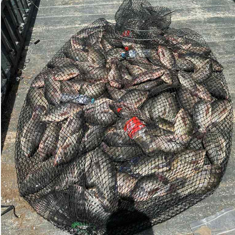 [ 1 กิโลกรัม ] เหยื่อชิงหลิว เหยื่อไฮเกรด สปิ๋ว หลิวเต๋อหัว ตกปลาหน้าบ้าน - รูปที่ 3