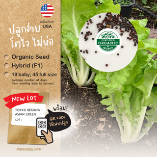 1แถม1 เมล็ดผักนำเข้า ผักกาดขาว ไม่ห่อ Tokyo Bekana (Organic …