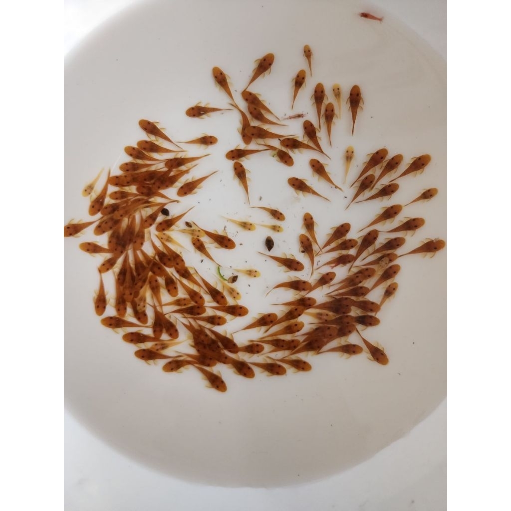 อาหารลูกปลาแรกเกิดถึง 2cm(L144 Super red 2cm )