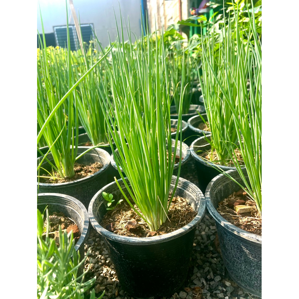 ต้นหอม หอมแบ่งตัดทานได้ตลอด Spring Onion Green Onion ผักสวนครัว Organic100%ต้นใหญ่ แข็งแรง ส่งทั้งกระถาง