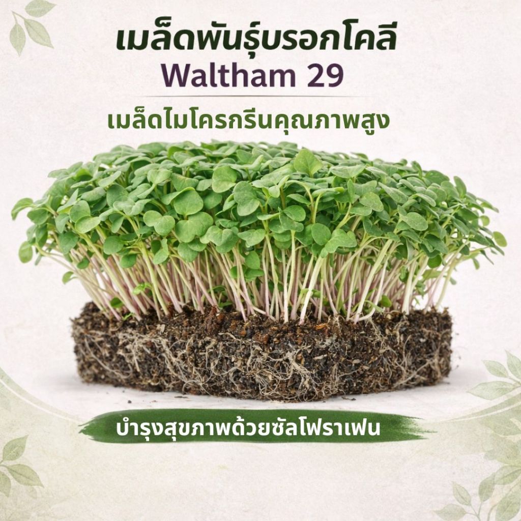 Broccoli Waltham 29 Microgreens Seeds | เมล็ดพันธุ์บรอกโคลี วอลแทม 29 | โตเร็ว 5-7 วัน | ผักไมโครกรีนเพื่อสุขภาพ