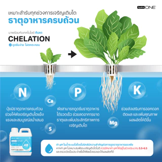 Hydro-ONE (ไฮโดร-วัน) | ปุ๋ย AB ขวดเดียว ไม่ต้องผสม! +Chelation ดูดซึมดี ไฮโดรโปนิกส์(แถมชุดปลูกฟรี)