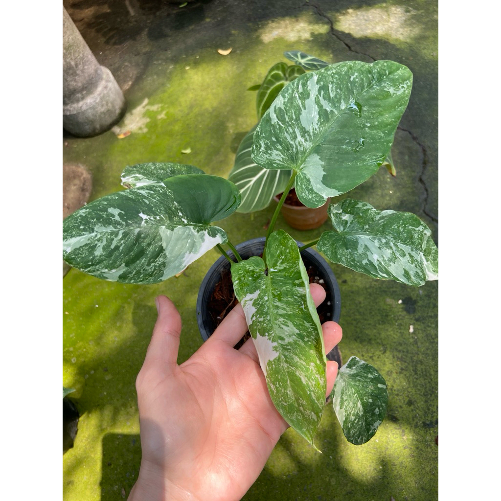 กวักพระพรหมป่าด่างขาว (Schismatoglottis sp. Variegated) เป็นไม้มงคลใบสวย