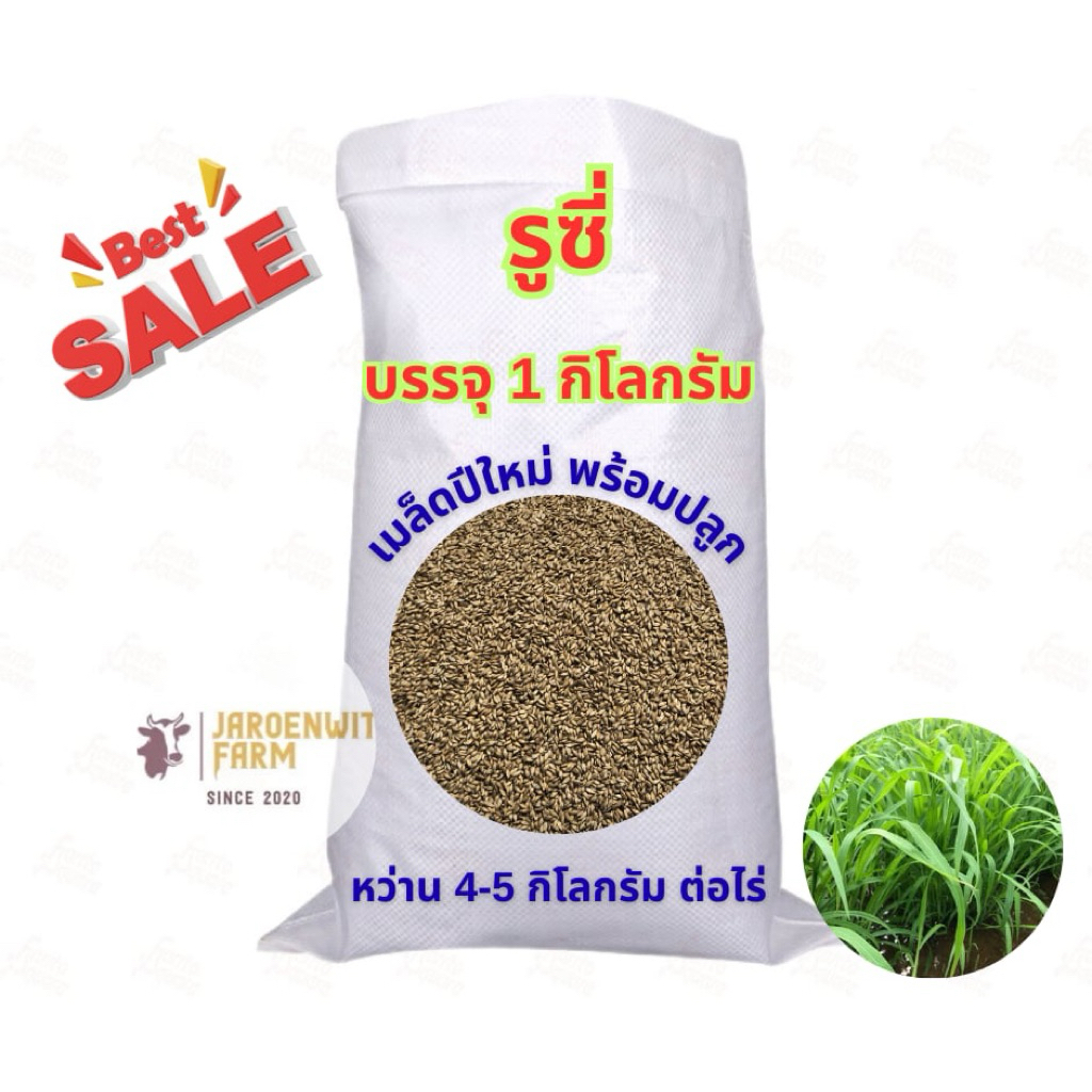 🌱รูซี่ กระสอบ 5 กิโลกรัม เมล็ดปีใหม่ พร้อมปลูก