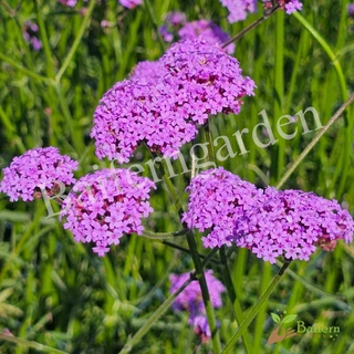ต้นกล้าดอกเวอร์บีน่าไฟเนส(Verbena Bonariensis Finesse) ดอกไม้กินได้ รากแน่นพร้อมปลูก เลี้ยงง่าย ต้นอายุหลายปี
