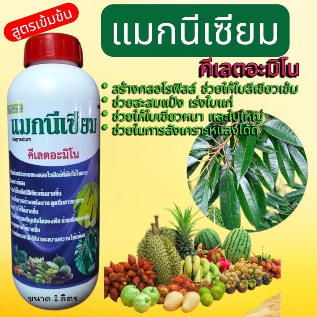 🌲แมกนีเซียม🌿 คีเลต อะมิโนช่วยให้ใบสีเขียวเข้มใบหนาใบใหญ่สร้างคลอโรฟิลล์สะสมอาหารได้ดี