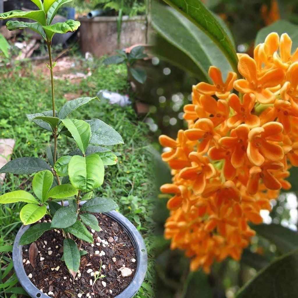 ต้นหอมหมื่นลี้สีส้ม หรือสายพันธุ์ ตันกุ้ย (Dongui) ส่งทั้งกระถาง 8 นิ้ว
