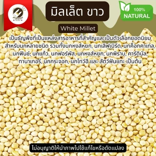 มิลเล็ต ขาว White Millet ธัญพืช Seed (ขนาดแบ่งขาย)สําหรับนกหลายชนิด รวมทั้งนกหงส์หยก, นกเลิฟเบิร์ด, นกค็อกคาเทล, นกฟินช์